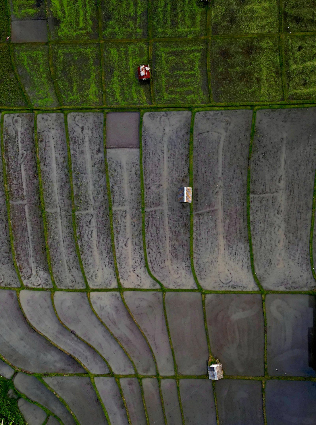 Rice fields in Bali from the sky in Indonesia