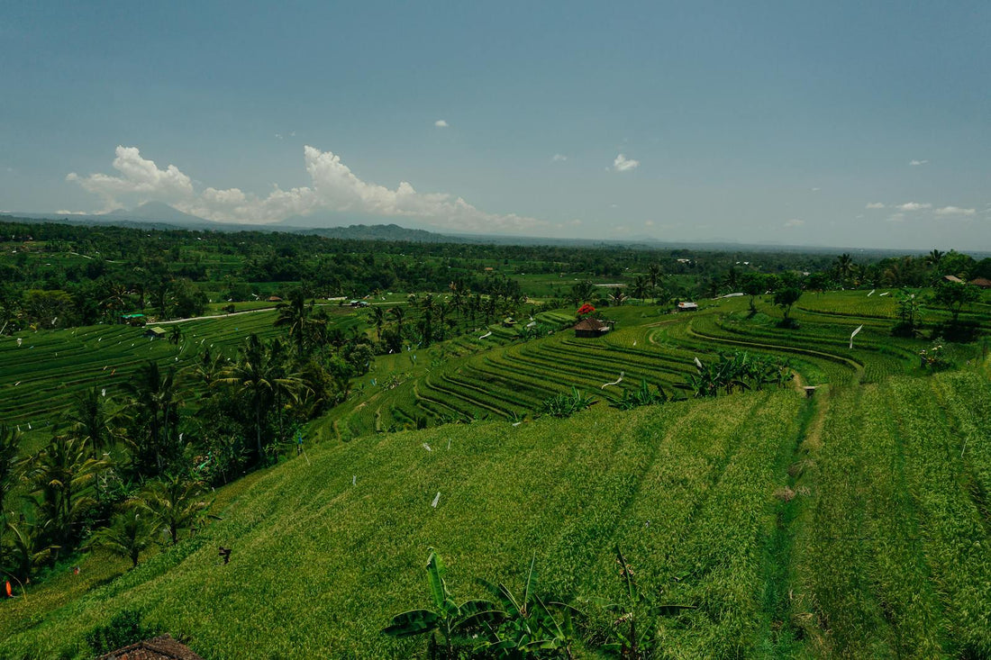 Green rice terraces under a clear sky in Indonesia