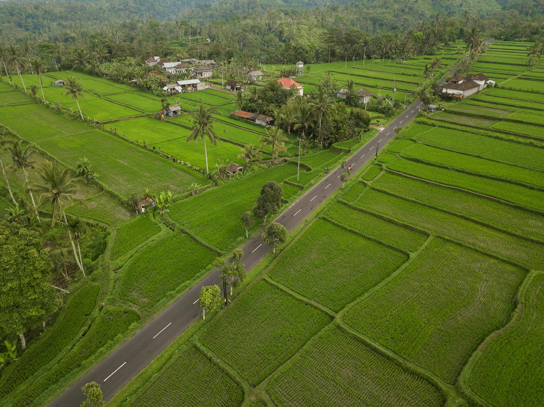 Green rice fields and a road in Indonesia from a drone