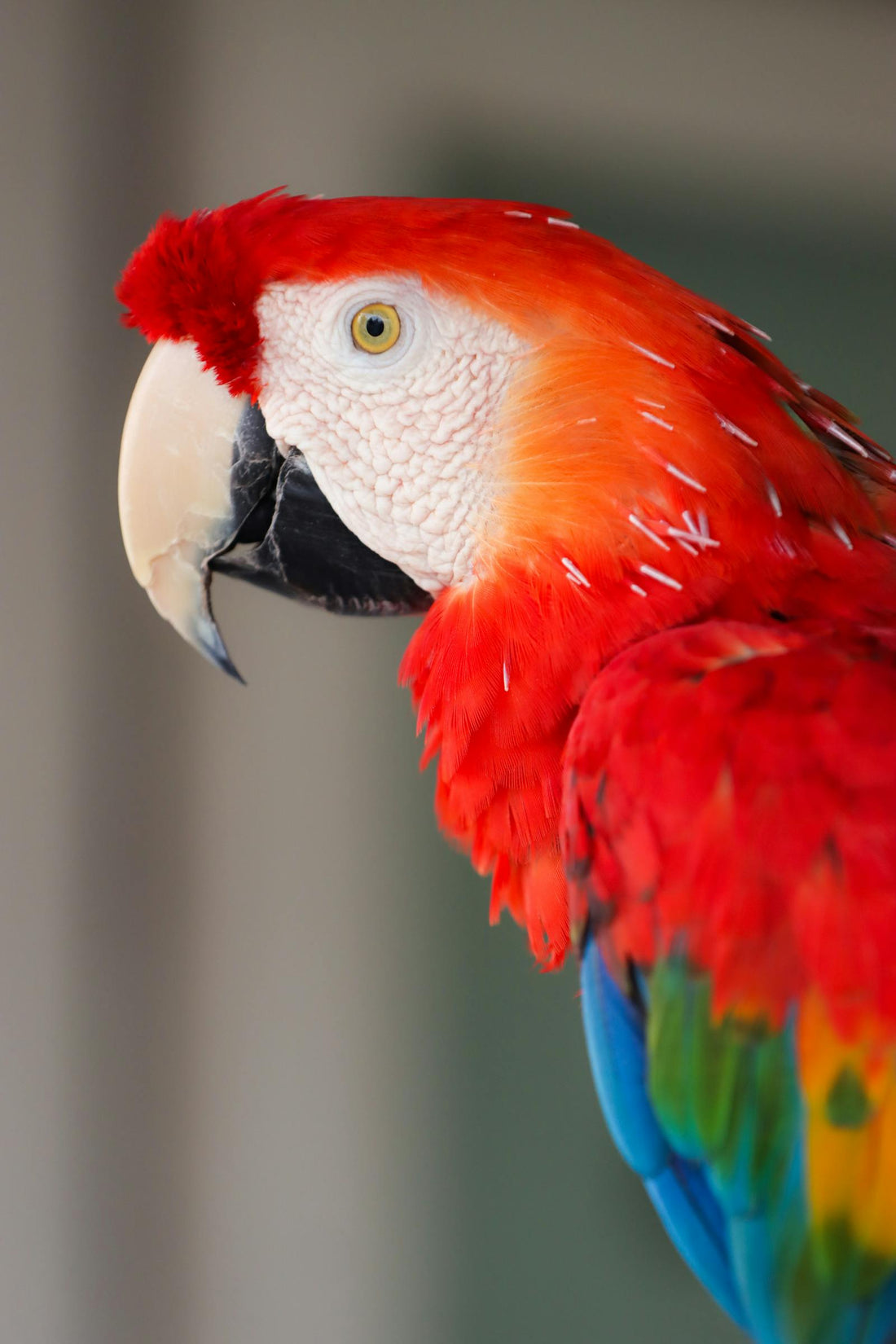 Colorful bird in Naxos Greece