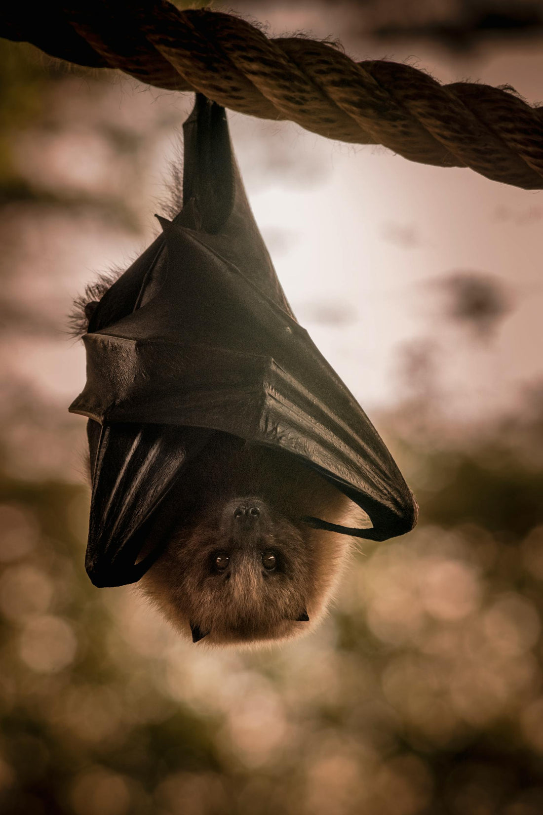 Brown bat hanging upside down in Greece