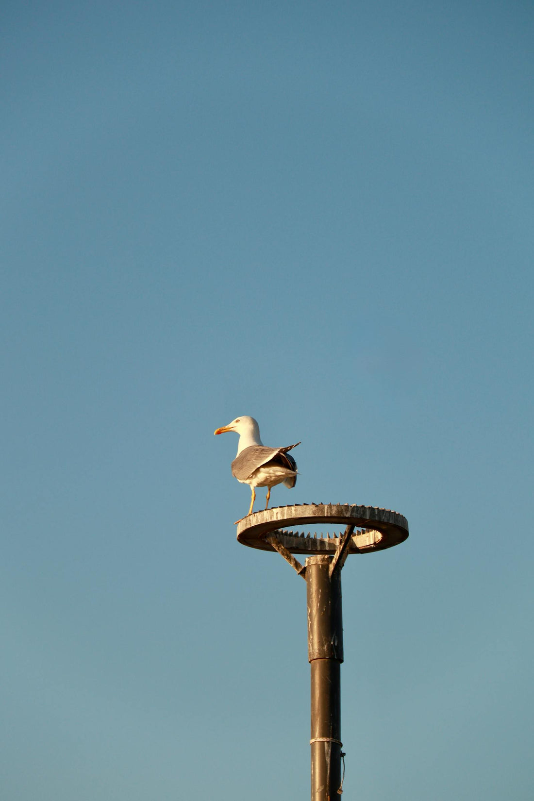 Finding beauty in simple things like a seagull