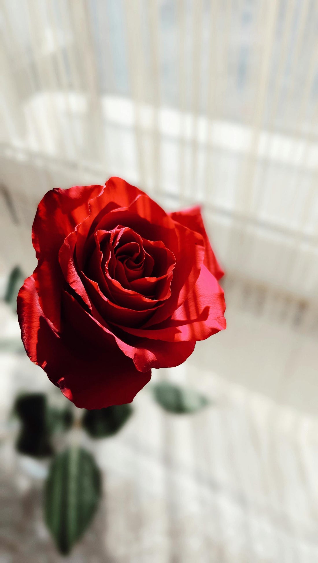 Find beauty in a red rose with soft light