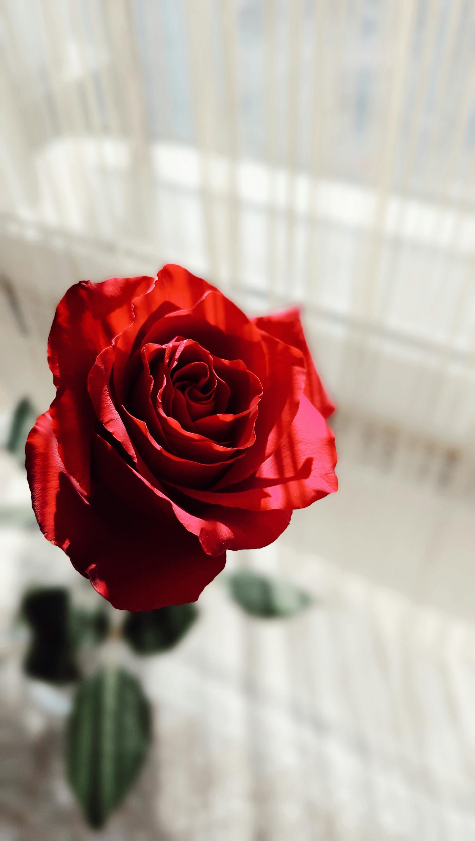Find beauty in a red rose with soft light