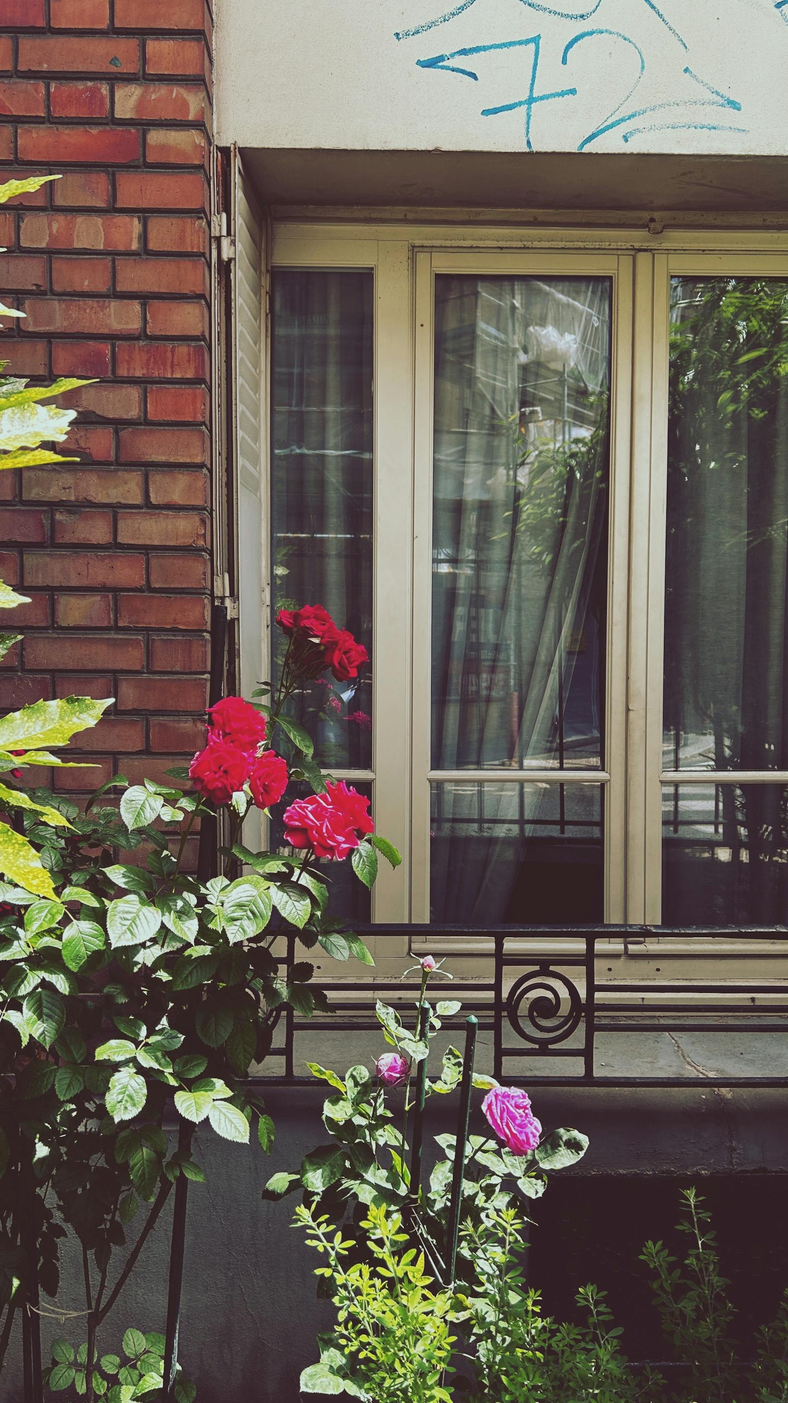 How to take great pictures of windows with flowers