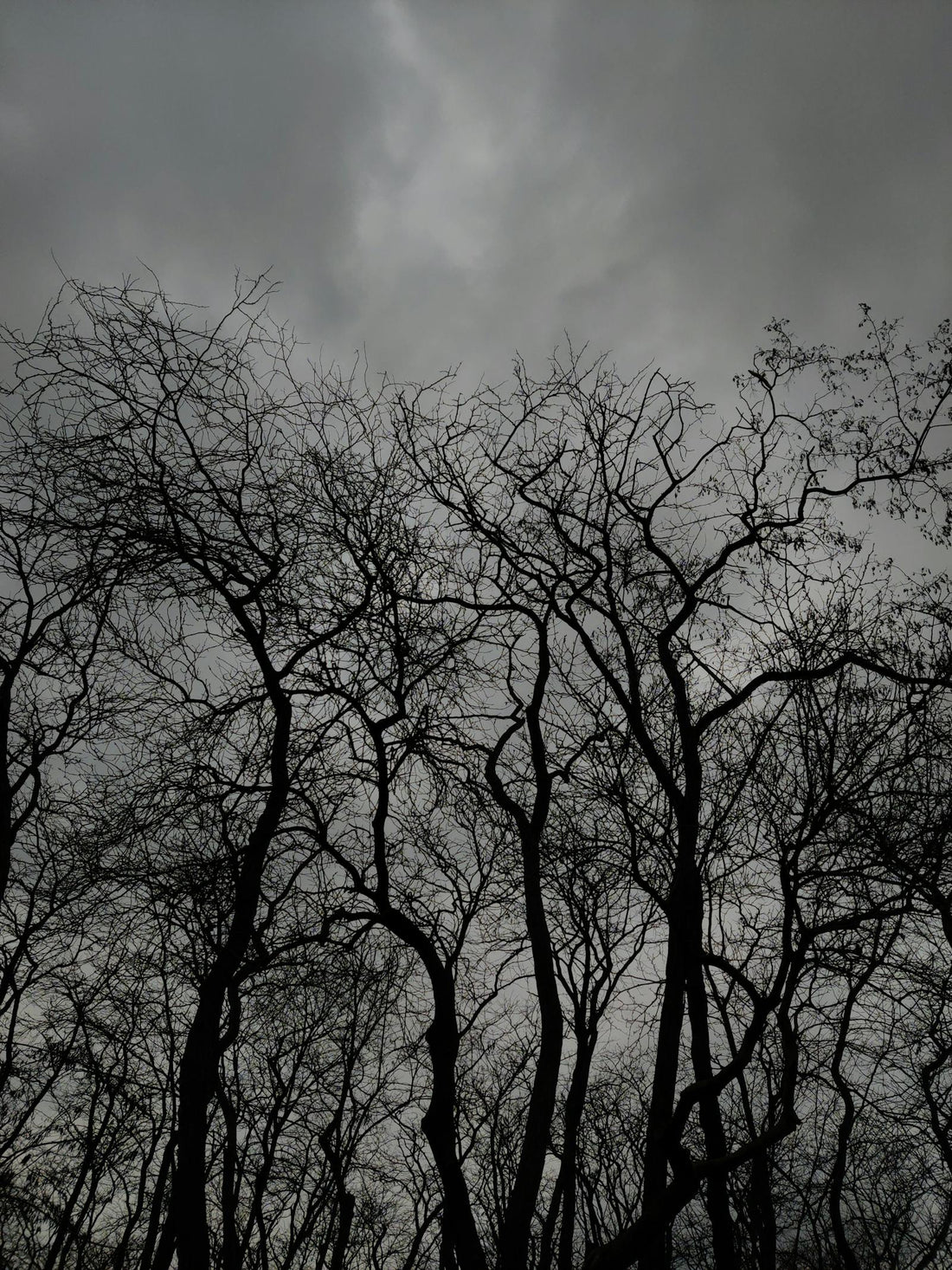 Experience Autumn Scenes with Bare Trees in Istanbul