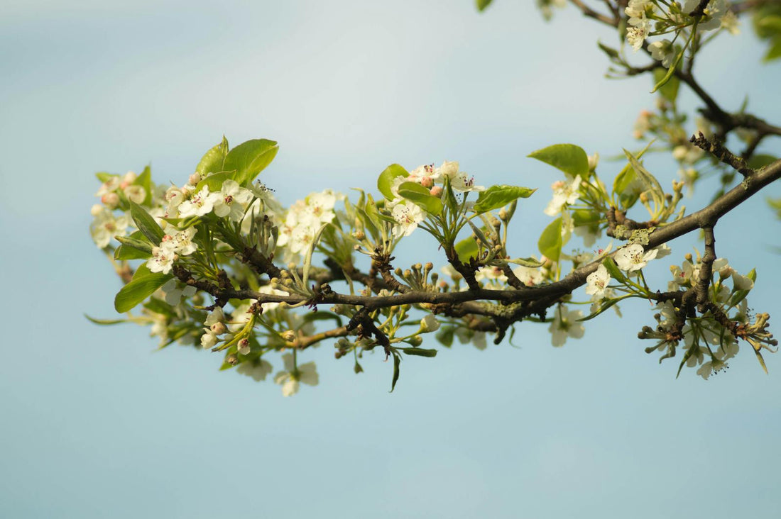 See Delicate White Blossoms Against a Clear Blue Sky