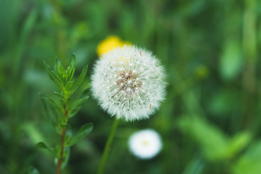 A Dandelion in Full Bloom Ready to Disperse Seeds