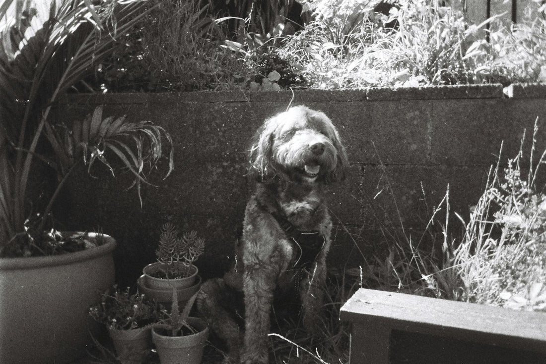 Timeless Charm of a Vintage Dog Photo in Wellington