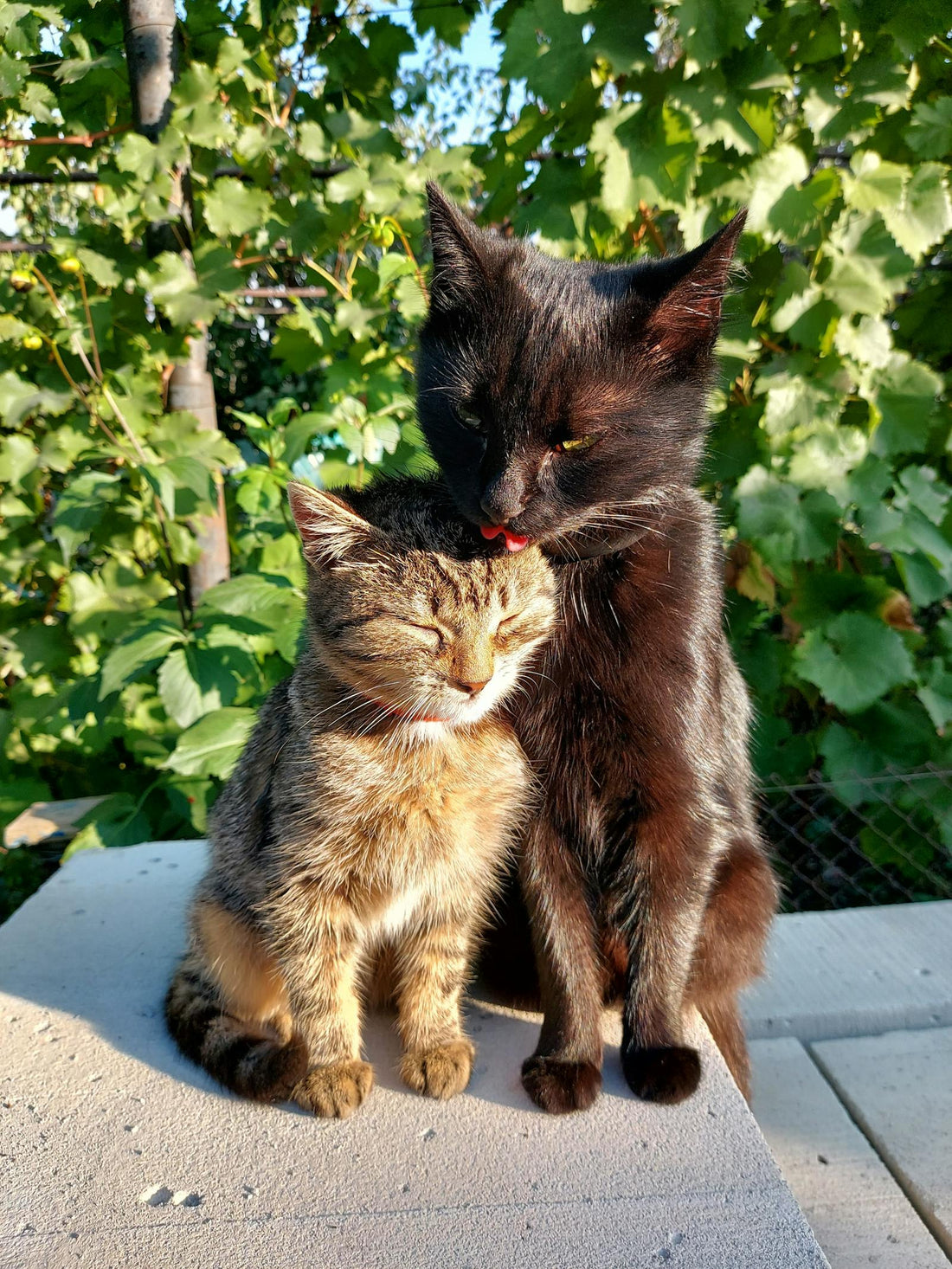 Cats share a tender moment in a sunlit garden