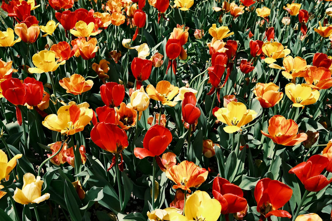 Field of red and yellow tulips in Hamamatsu Japan springtime