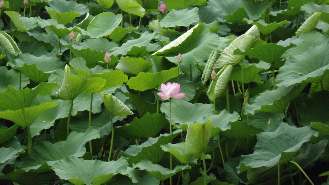 How to take nice pictures of flowers and nature