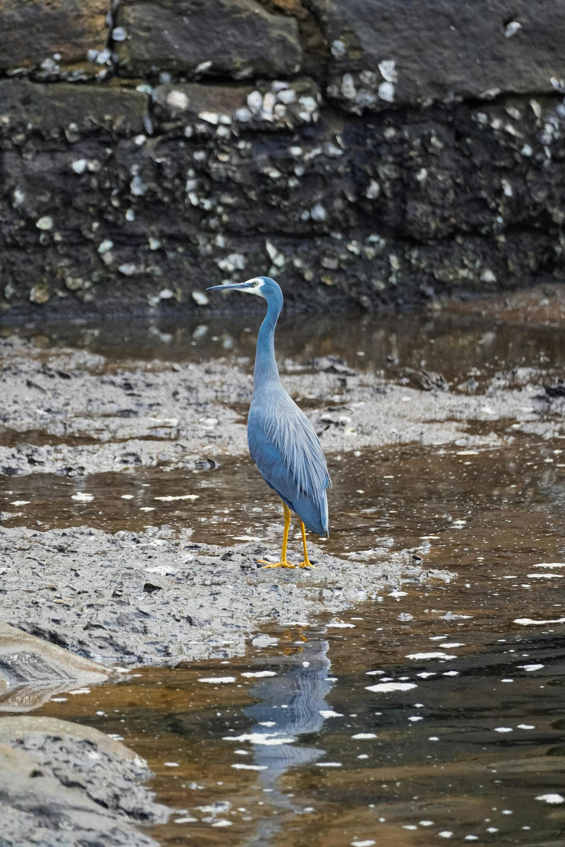 How to take pictures of birds and their reflections