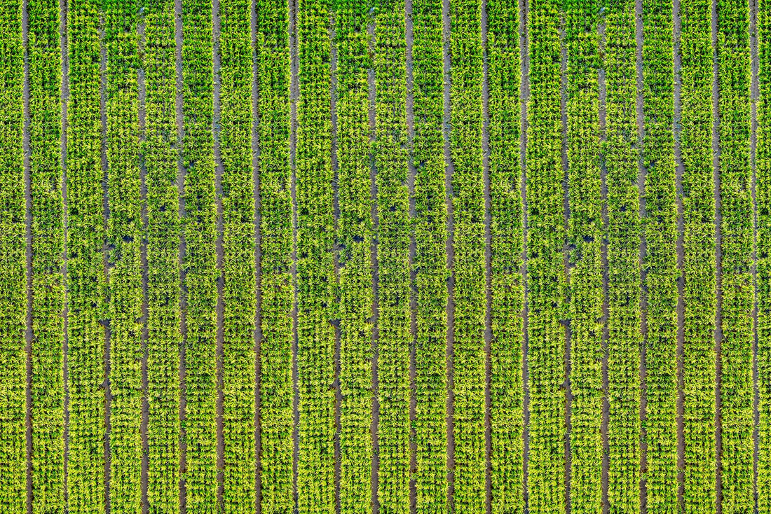 Vibrant rice fields in West Java Indonesia