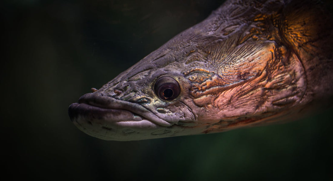 Close up of a fish underwater