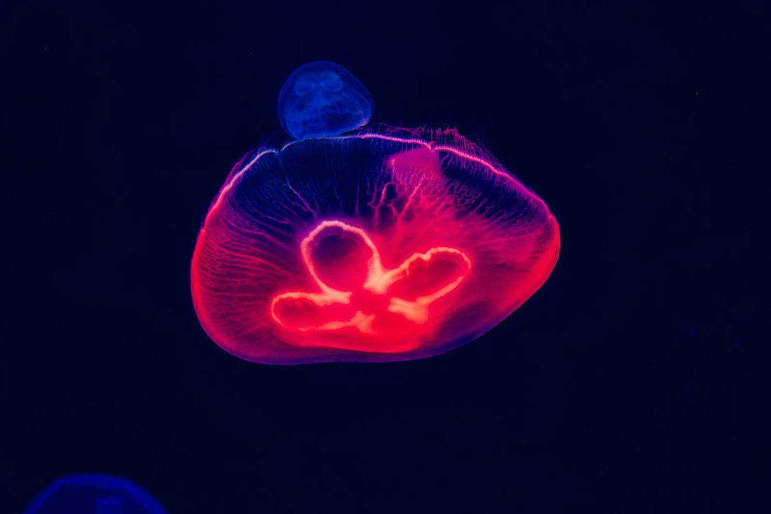 Neon jellyfish glows underwater