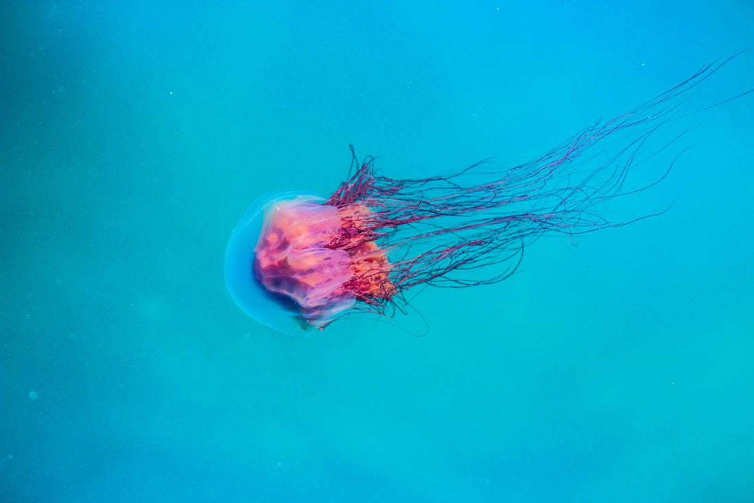 Jellyfish swims in turquoise water