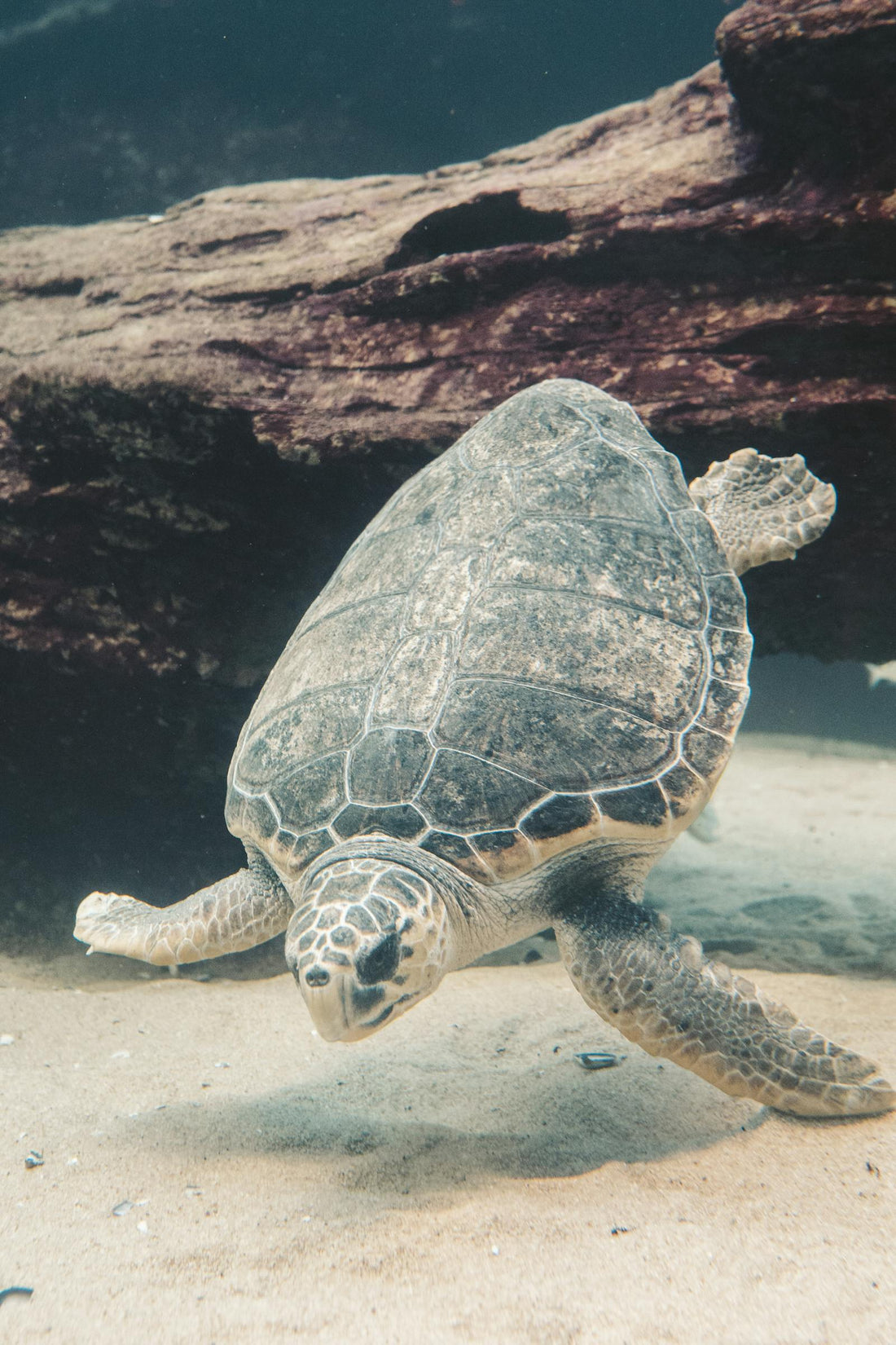Sea turtle swims near a log underwater