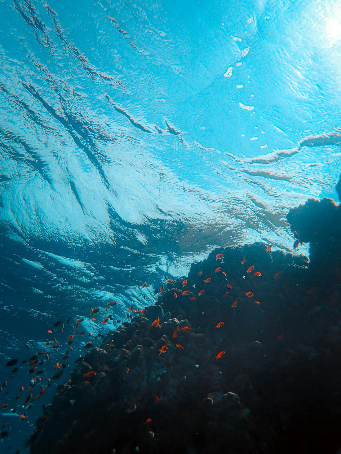 Colorful fish swim near coral reef