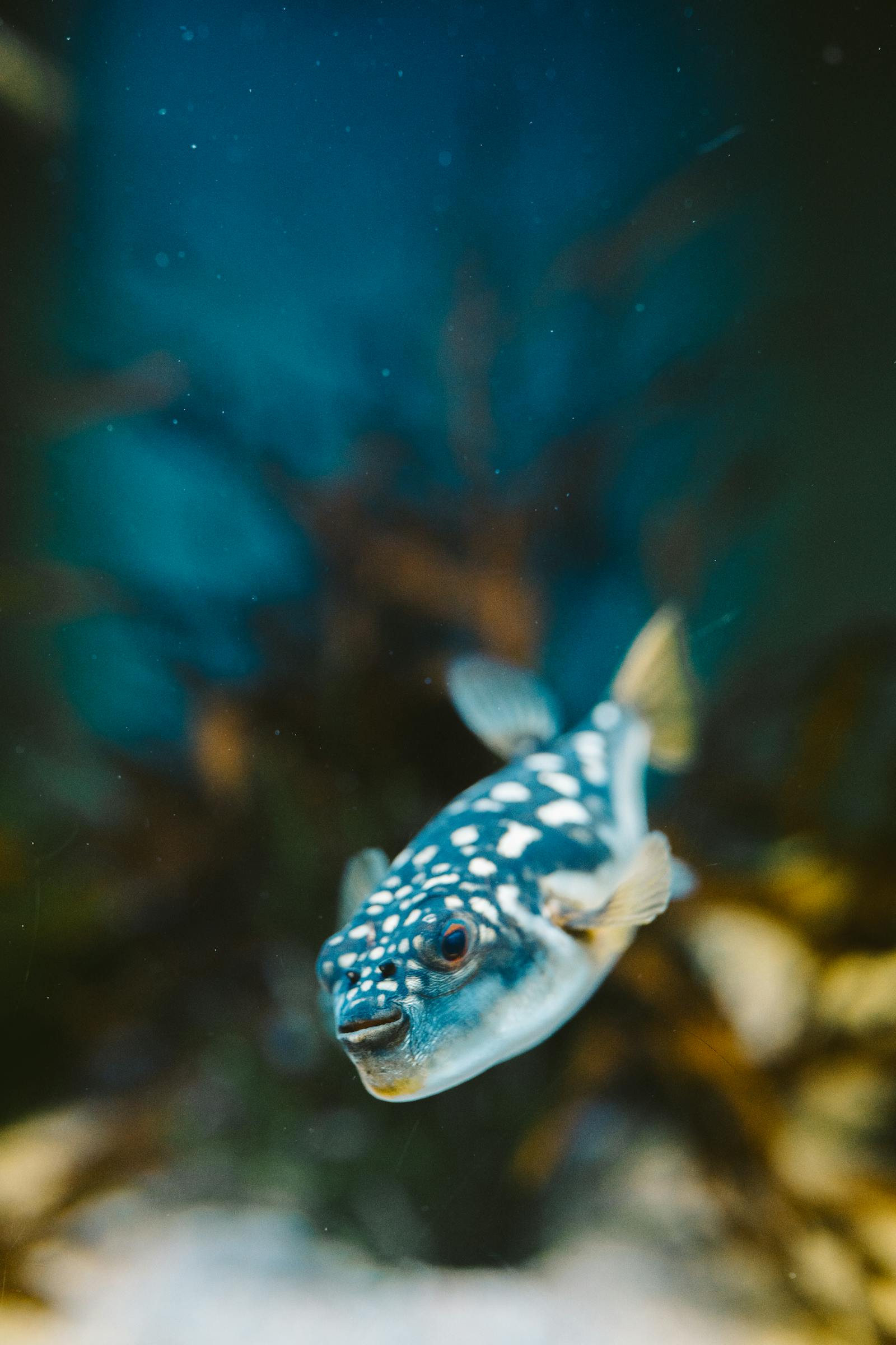 Puffer fish swims in aquarium