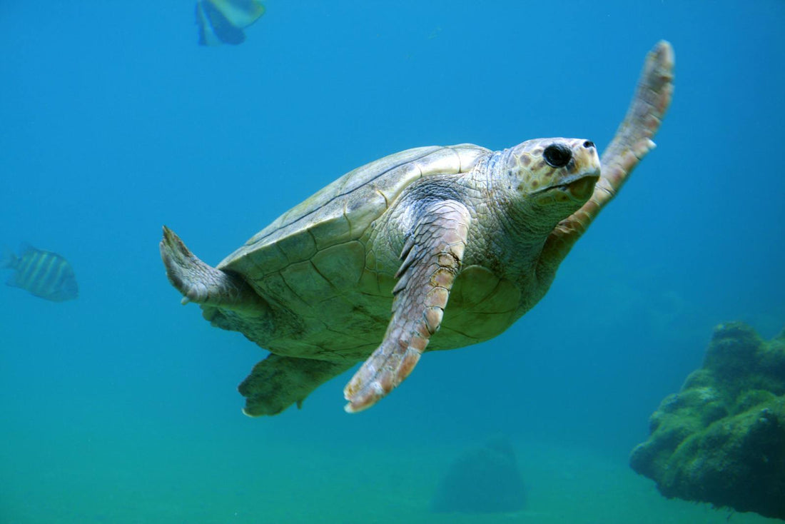 Sea turtles swim with fish in the blue ocean