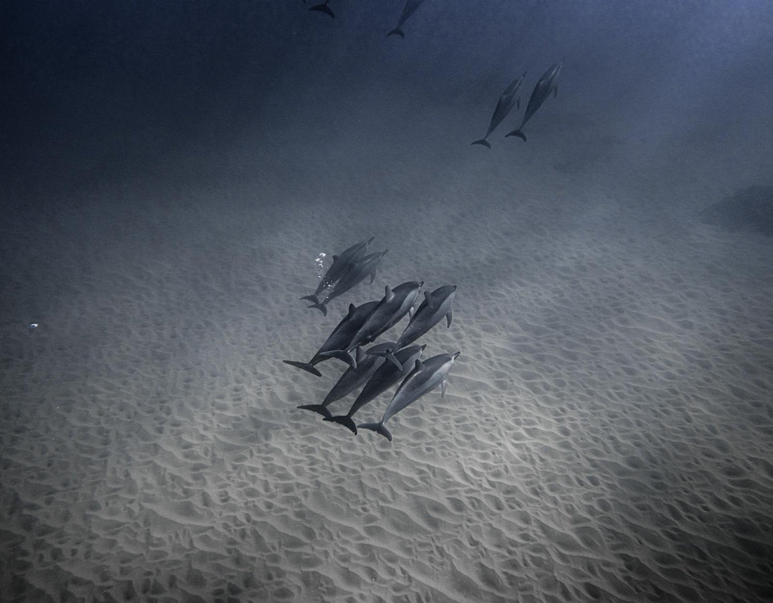 Dolphins swim together under the ocean