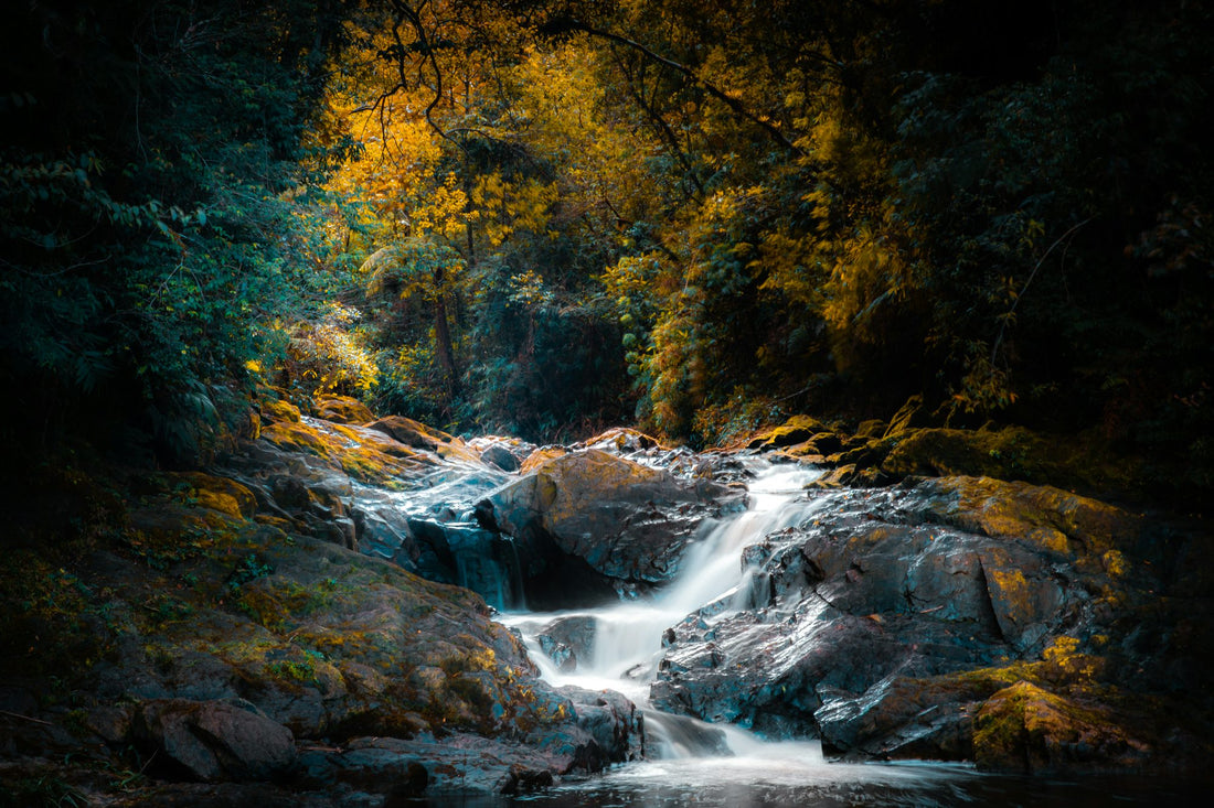Brazil river in the green trees