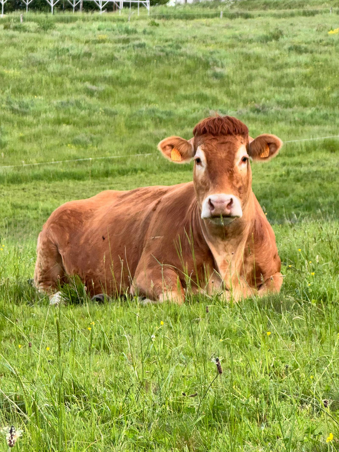 Brown Cow Resting on Grass in Affieux France