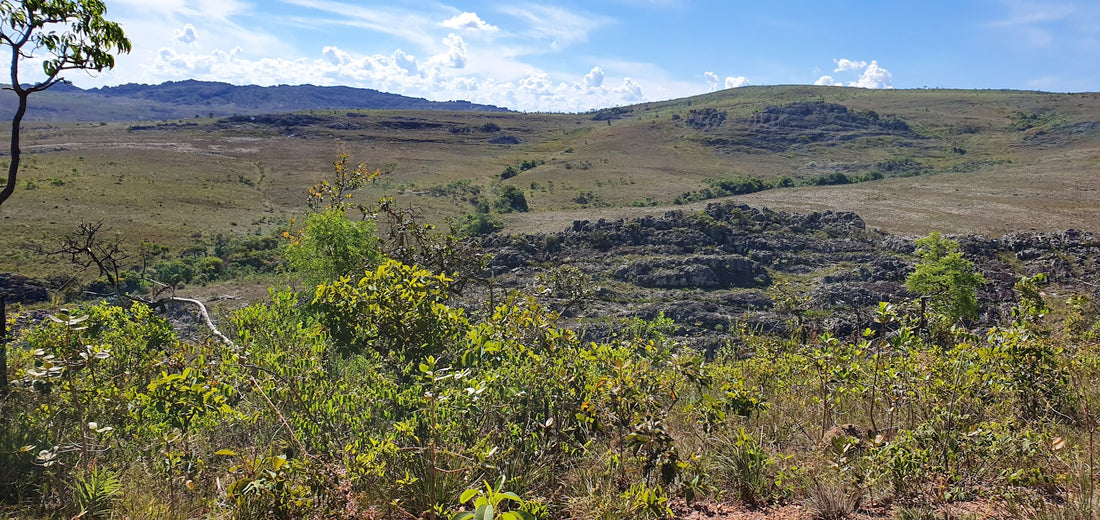 Green trees and brown fields under Brazil's blue sky