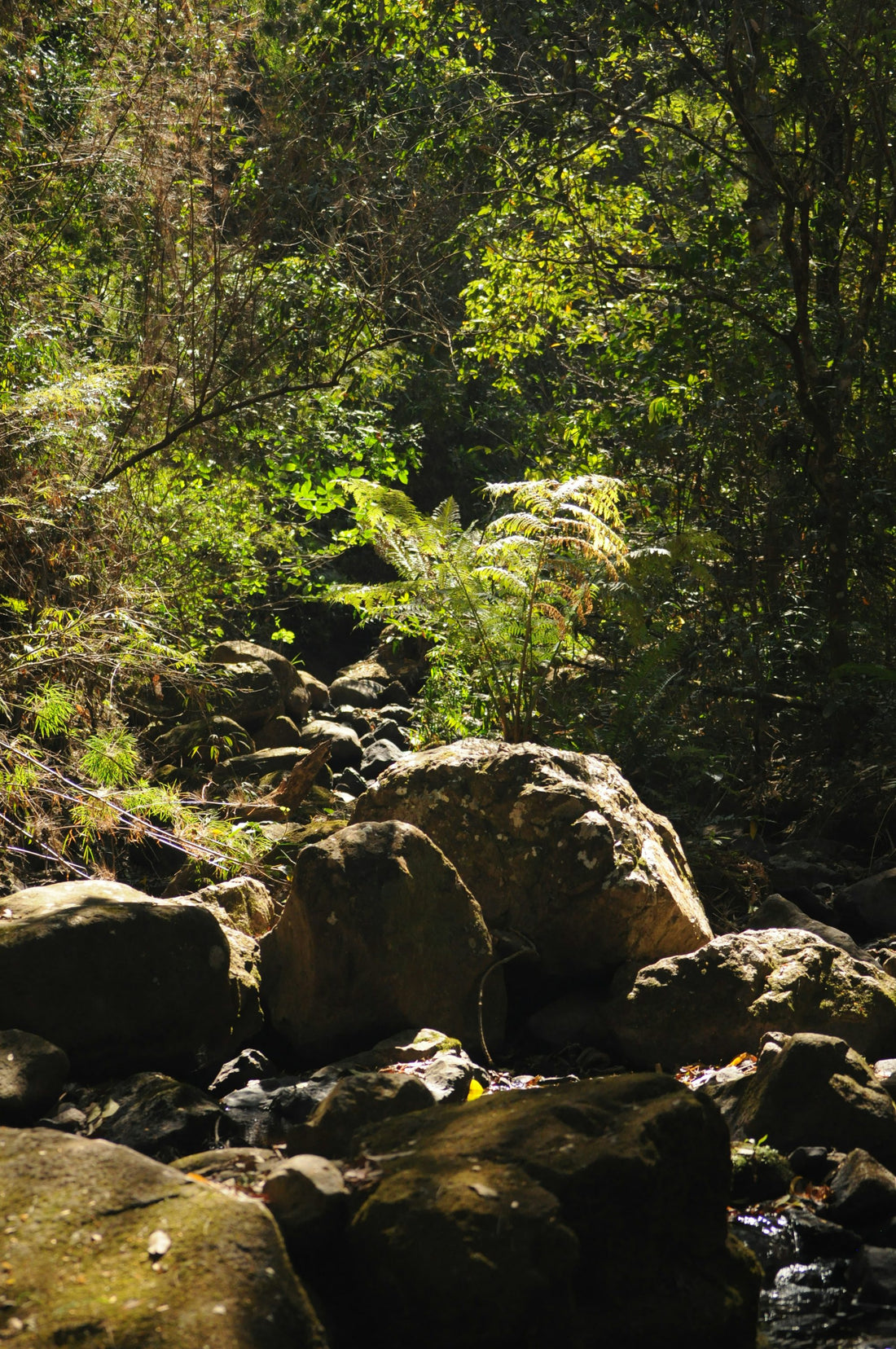 Gray rocks next to green trees in Brazil